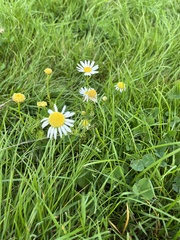 Tripleurospermum inodorum