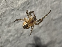 Larinioides patagiatus