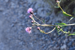 Cirsium arvense integrifolium