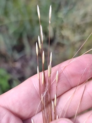 Stipa lessingiana