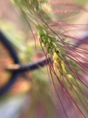Echinochloa