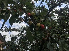 Malus sylvestris