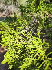 Juniperus virginiana