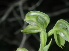 Pterostylis vittata