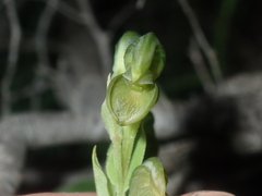Pterostylis vittata