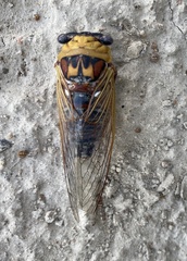 Megatibicen pronotalis