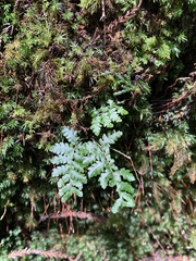 Dryopteris expansa