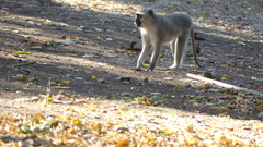 Chlorocebus pygerythrus pygerythrus