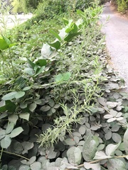 Dittrichia graveolens