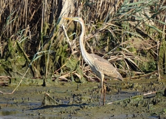 Ardea purpurea