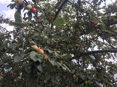 Malus sylvestris