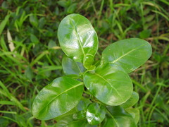 Coprosma repens