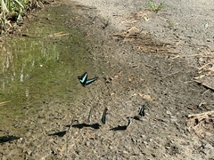 Graphium sarpedon