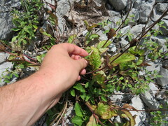 Penstemon tenuiflorus