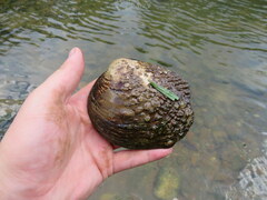 Cyclonaias tuberculata
