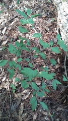 Ditrysinia fruticosa