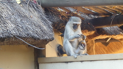 Chlorocebus pygerythrus pygerythrus