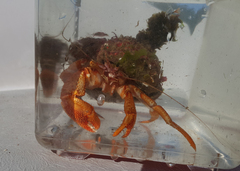 Pagurus bernhardus