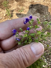 Trichostema dichotomum