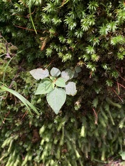 Sarcopyramis napalensis delicata