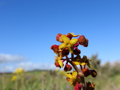 Tetragonia
