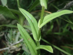 Pterostylis vittata
