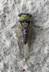 Megatibicen pronotalis