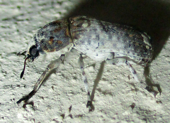 Anthribidae