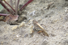 Locusta migratoria