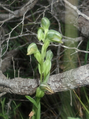 Pterostylis vittata