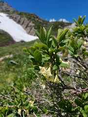 Lonicera caerulea
