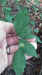 Ditrysinia fruticosa