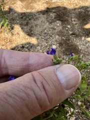 Trichostema dichotomum