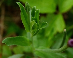Epilobium ciliatum