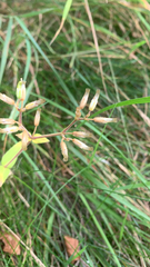 Cerastium glomeratum