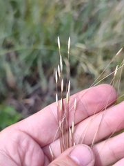 Stipa lessingiana