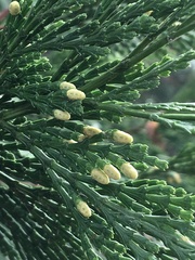 Calocedrus
