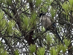 Cyanopica cooki
