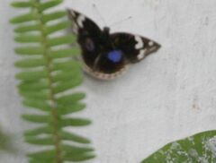 Junonia oenone oenone