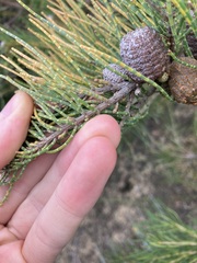 Casuarinaceae