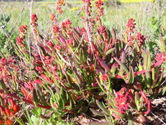 Tetragonia