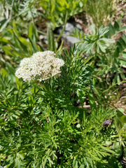 Apiaceae