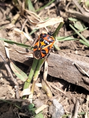 Murgantia histrionica