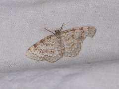 Hydrelia sylvata