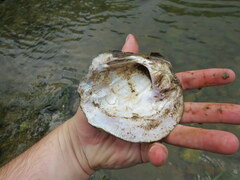 Cyclonaias tuberculata