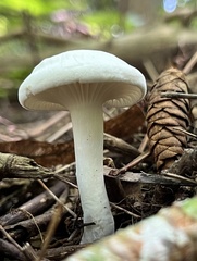 Hygrophorus occidentalis