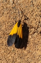 Lycomorpha pholus