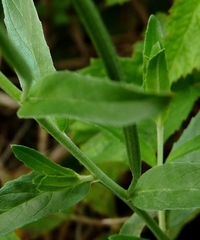 Epilobium ciliatum