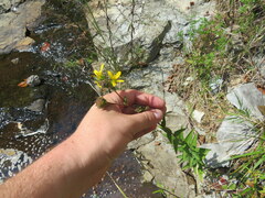 Silphium asperrimum