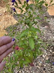 Trichostema dichotomum